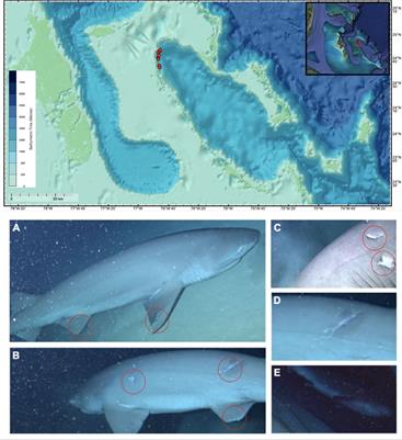 Novel behavioral observations and body scarring for the bluntnose sixgill shark (Hexanchus griseus) offer clues to reproductive patterns and potential mating events